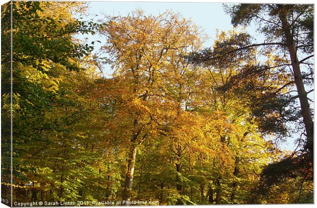 Autumn Trees Canvas Print by Sarah Osterman