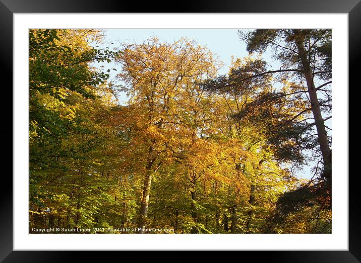Autumn Trees Framed Mounted Print by Sarah Osterman