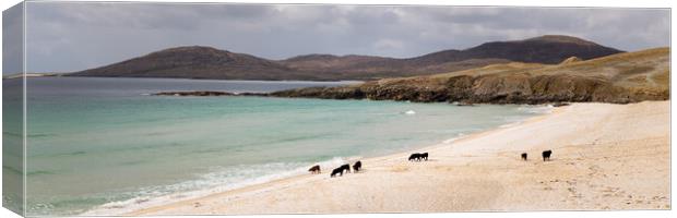 Nisabost Beach Cow Herd Isle of Harris Outer Hebrides Scotland Canvas Print by Sonny Ryse