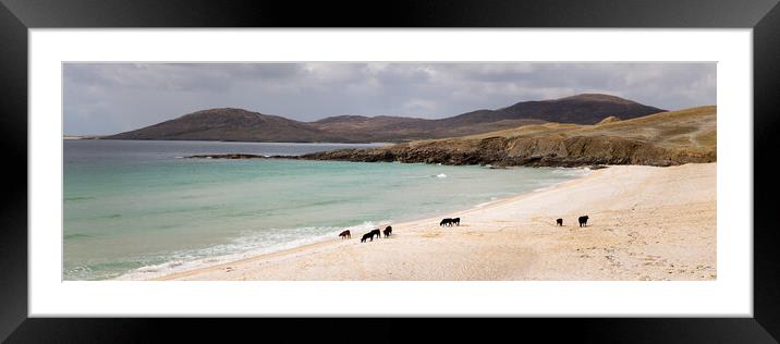 Nisabost Beach Cow Herd Isle of Harris Outer Hebrides Scotland Framed Mounted Print by Sonny Ryse