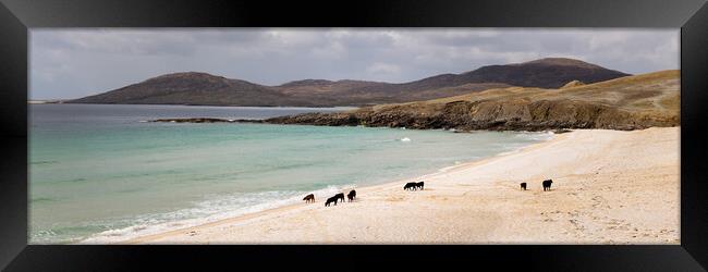 Nisabost Beach Cow Herd Isle of Harris Outer Hebrides Scotland Framed Print by Sonny Ryse