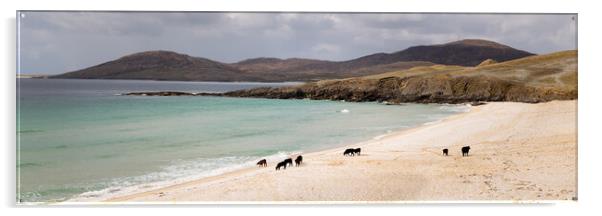 Nisabost Beach Cow Herd Isle of Harris Outer Hebrides Scotland Acrylic by Sonny Ryse