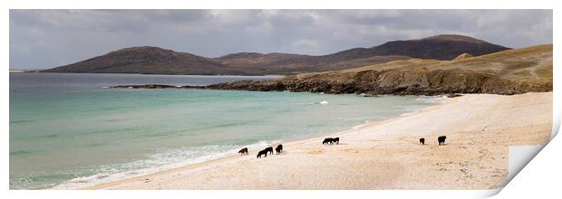 Nisabost Beach Cow Herd Isle of Harris Outer Hebrides Scotland Print by Sonny Ryse