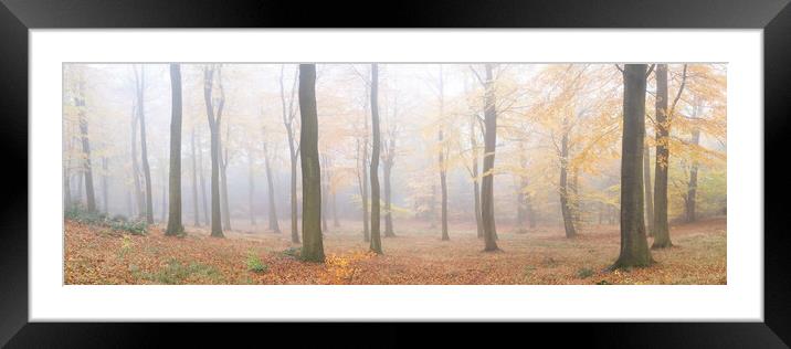 Misty English autumn forest woodland Yorkshire dales Framed Mounted Print by Sonny Ryse
