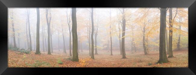 Misty English autumn forest woodland Yorkshire dales Framed Print by Sonny Ryse