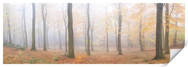 Misty English autumn forest woodland Yorkshire dales Print by Sonny Ryse