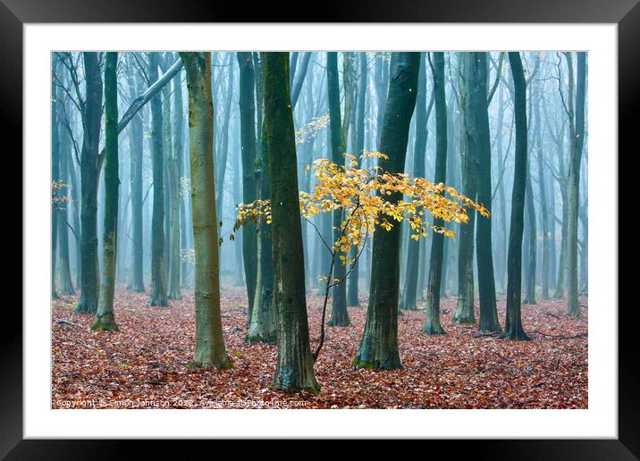 Autumn beech Sapling   Framed Mounted Print by Simon Johnson