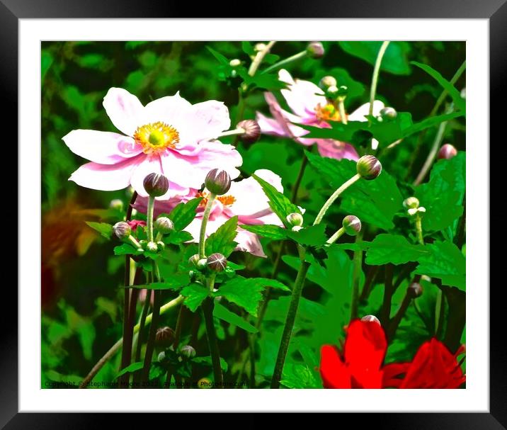 Colourful flowers Framed Mounted Print by Stephanie Moore