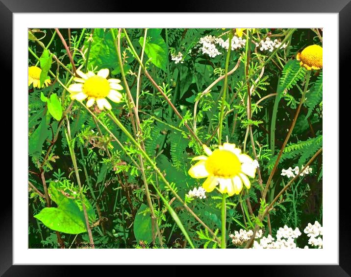 Daisies Framed Mounted Print by Stephanie Moore