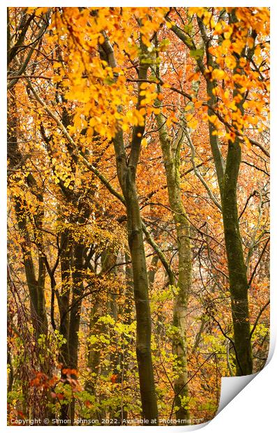 Autumn colour  Print by Simon Johnson