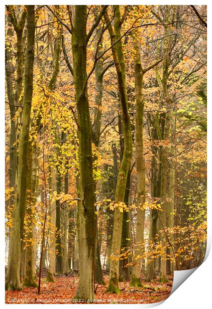 Beech woodland  Print by Simon Johnson