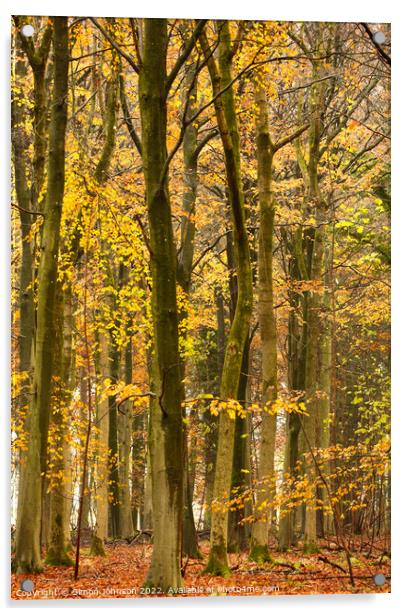 Beech woodland in autumn  Acrylic by Simon Johnson