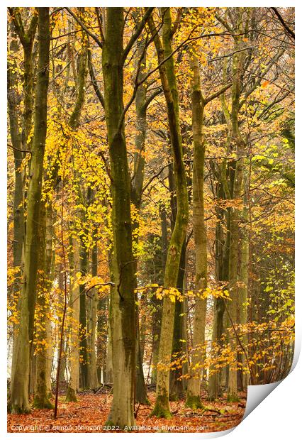 Beech woodland in autumn  Print by Simon Johnson