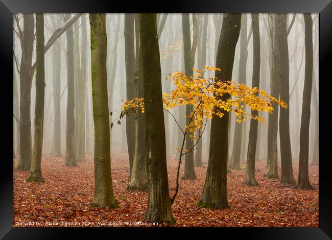 Autumn leaves Framed Print by Simon Johnson