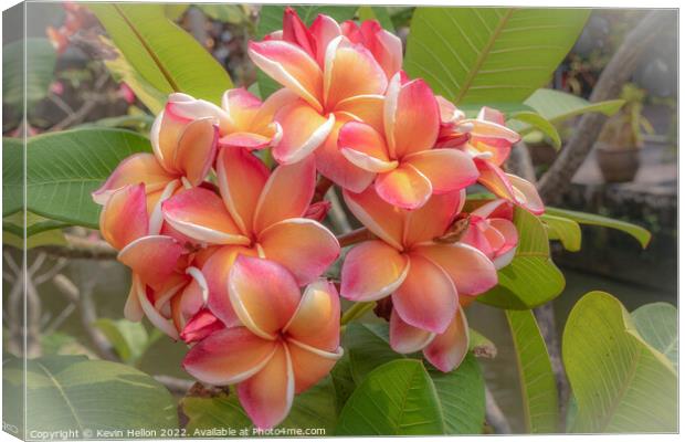 Beautiful, delicate, Frangipani or Plumeria flower  Canvas Print by Kevin Hellon