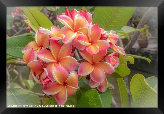 Beautiful, delicate, Frangipani or Plumeria flower  Framed Print by Kevin Hellon