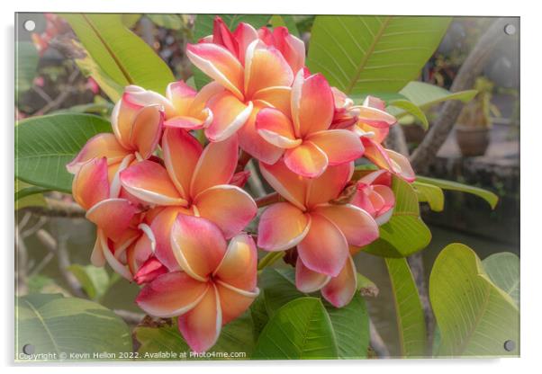 Beautiful, delicate, Frangipani or Plumeria flower  Acrylic by Kevin Hellon