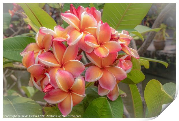 Beautiful, delicate, Frangipani or Plumeria flower  Print by Kevin Hellon