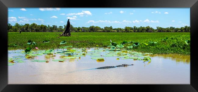 Kakadu Large Saltwater Crocodile Framed Print by Antonio Ribeiro