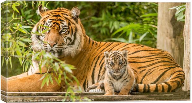 Sumatran Tiger And Cub Canvas Print by Darren Wilkes