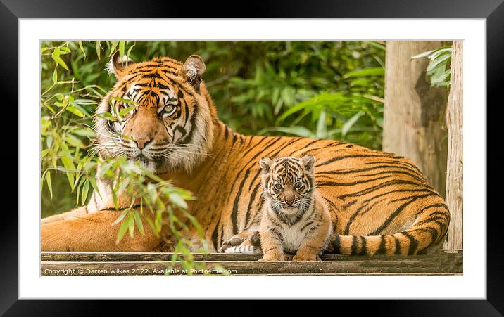 Sumatran Tiger And Cub Framed Mounted Print by Darren Wilkes