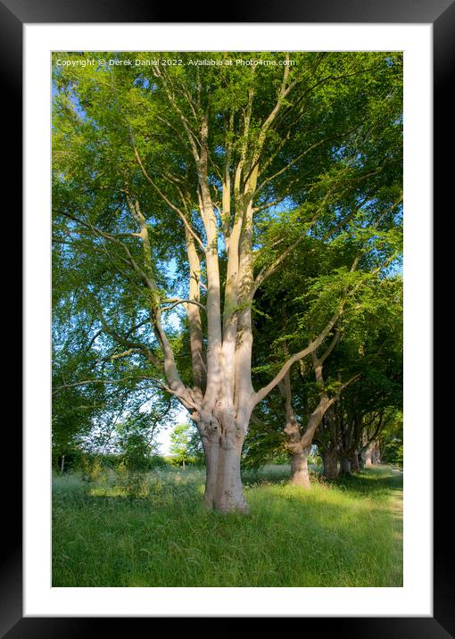 Beech Avenue, Badbury Rings Framed Mounted Print by Derek Daniel