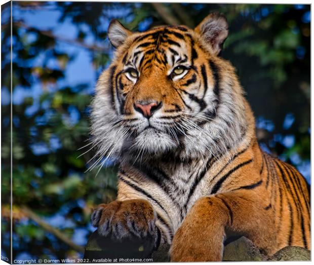 Siberian Tiger  Russia Canvas Print by Darren Wilkes