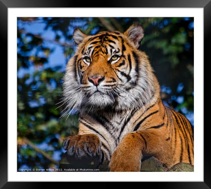Siberian Tiger  Russia Framed Mounted Print by Darren Wilkes