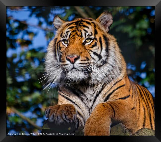 Siberian Tiger  Russia Framed Print by Darren Wilkes