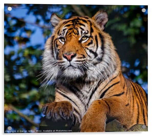 Siberian Tiger  Russia Acrylic by Darren Wilkes