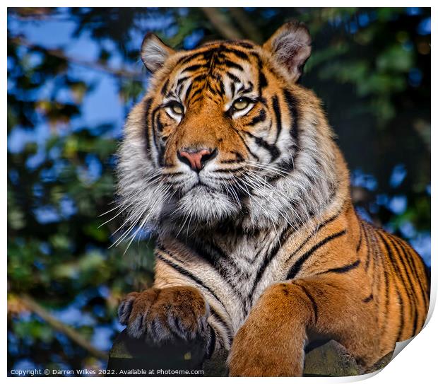Siberian Tiger  Russia Print by Darren Wilkes