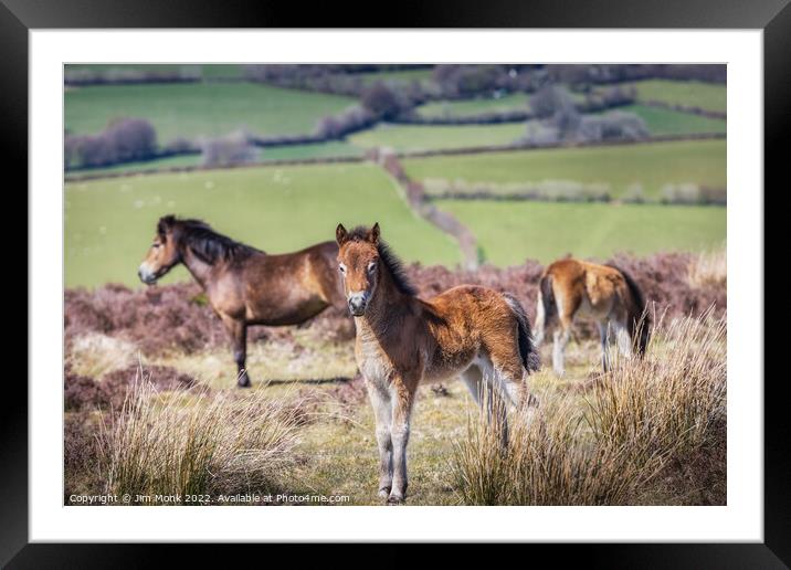 Exmoor Ponies Framed Mounted Print by Jim Monk