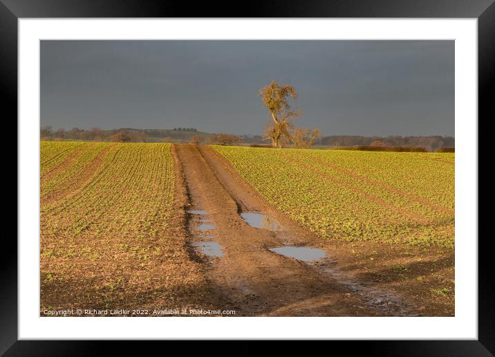 Winter Sun and Winter Beans Framed Mounted Print by Richard Laidler