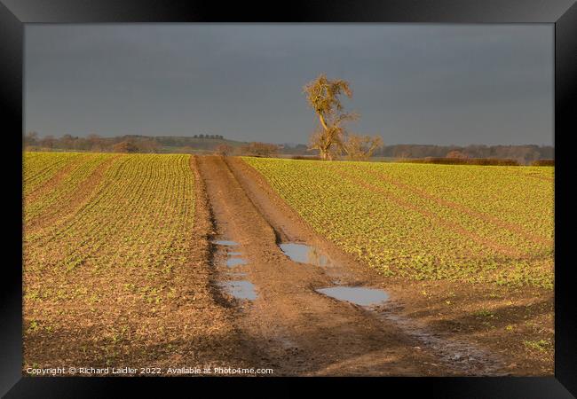 Winter Sun and Winter Beans Framed Print by Richard Laidler