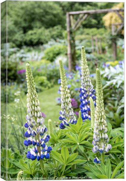 Lupins In Full Bloom In The Garden Of An English Country House Canvas Print by Peter Greenway