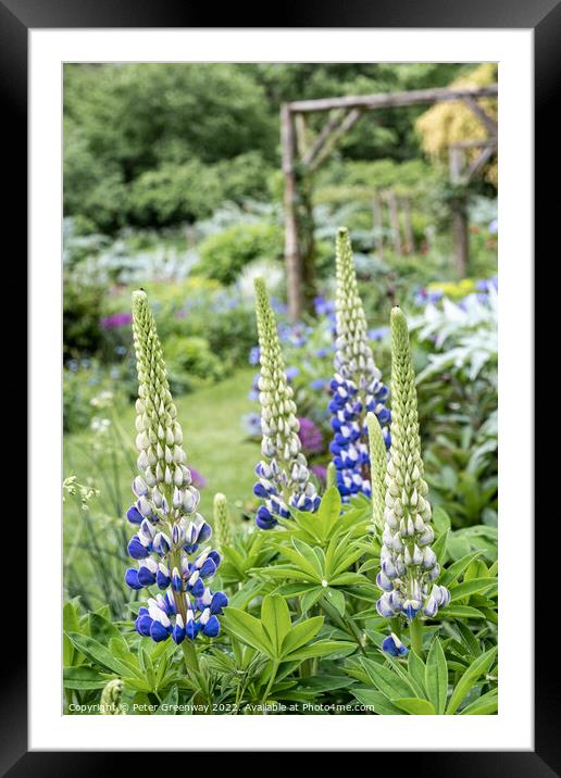 Lupins In Full Bloom In The Garden Of An English Country House Framed Mounted Print by Peter Greenway