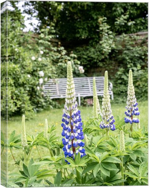 Lupins In Full Bloom In The Garden Of An English Country House Canvas Print by Peter Greenway