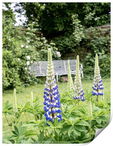 Lupins In Full Bloom In The Garden Of An English Country House Print by Peter Greenway
