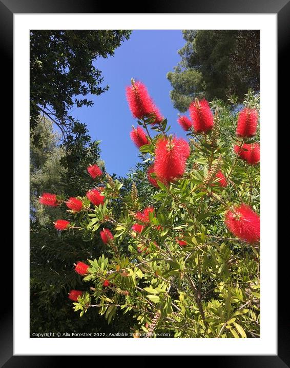 Callistemon in Bloom Framed Mounted Print by Alix Forestier
