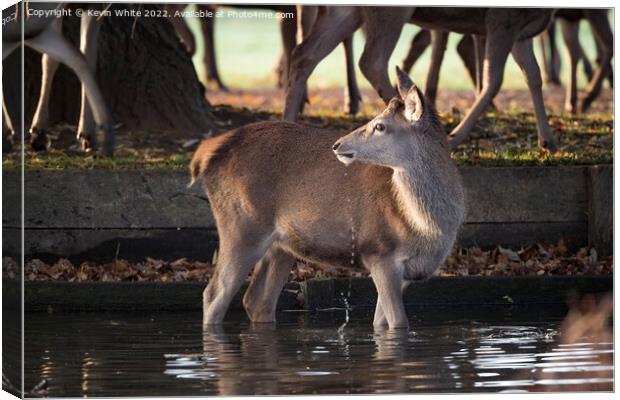 Just one deer braving the water Canvas Print by Kevin White