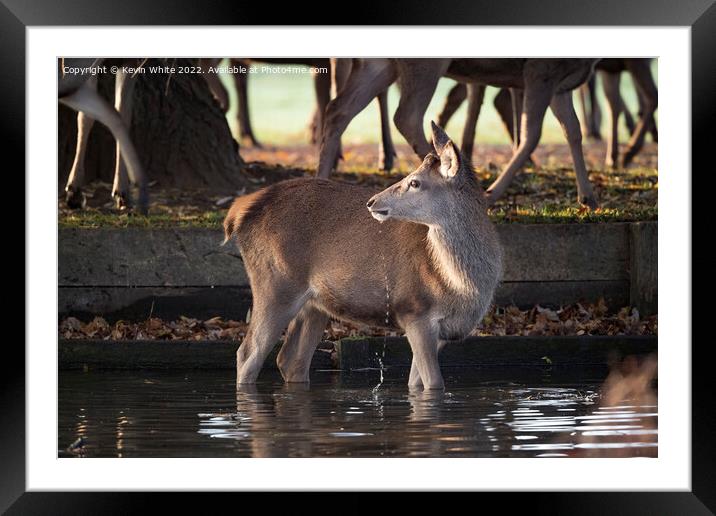 Just one deer braving the water Framed Mounted Print by Kevin White