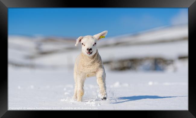 Texel lamb enjoying the snow. Framed Print by wayne hutchinson
