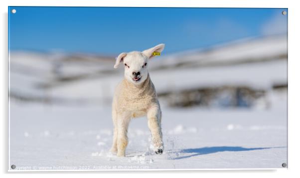 Texel lamb enjoying the snow. Acrylic by wayne hutchinson