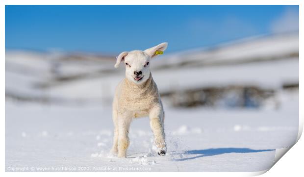 Texel lamb enjoying the snow. Print by wayne hutchinson
