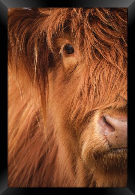 Highland Cow Portrait Framed Print by Dan Ward