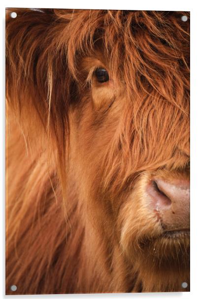 Highland Cow Portrait Acrylic by Dan Ward