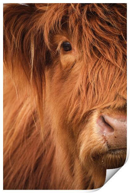 Highland Cow Portrait Print by Dan Ward