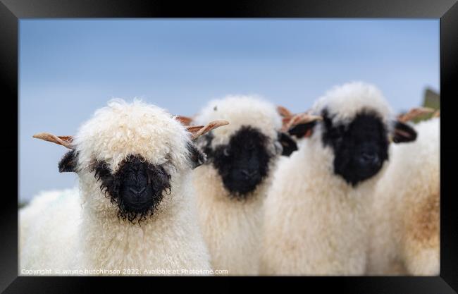 A group of sheep standing on top of a field Framed Print by wayne hutchinson
