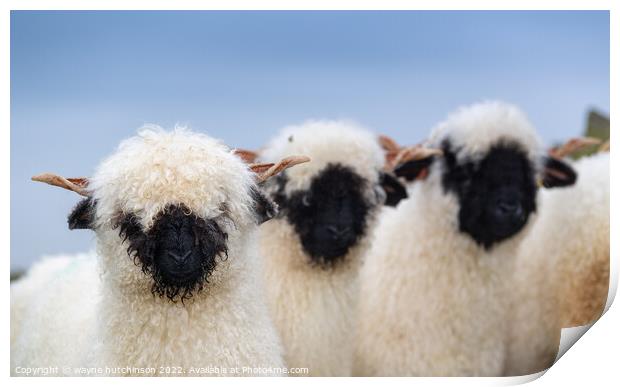 A group of sheep standing on top of a field Print by wayne hutchinson