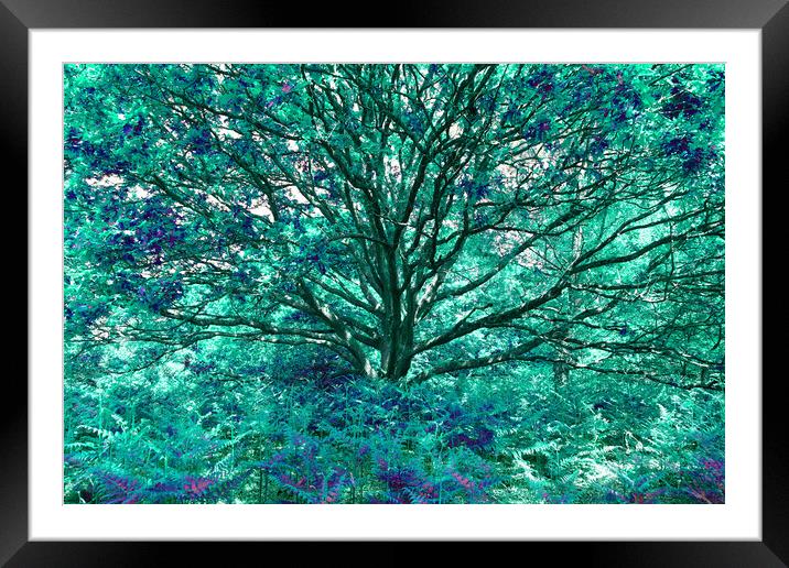 Grand Tree - Aqua Framed Mounted Print by Adrian Burgess